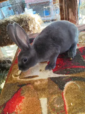 Iepuri Rex castor, albastru și galben - imagine 5