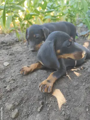 Vând catei Teckel rasa pura  - imagine 2