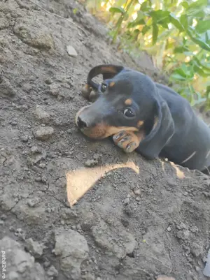 Vând catei Teckel rasa pura  - imagine 4