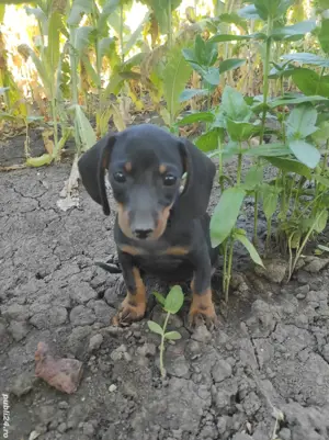 Vând catei Teckel rasa pura  - imagine 5