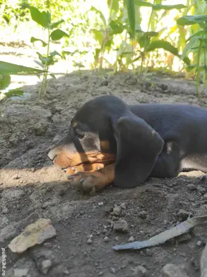 Vând catei Teckel rasa pura  - imagine 3