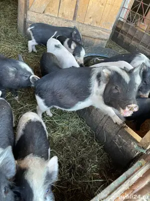 Vând purcei vietnamezi