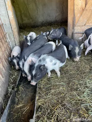 Vând purcei vietnamezi - imagine 4