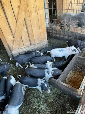 Vând purcei vietnamezi - imagine 5