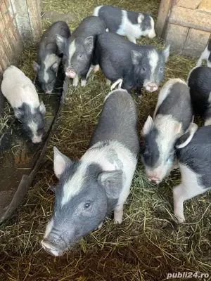 Vând purcei vietnamezi - imagine 2