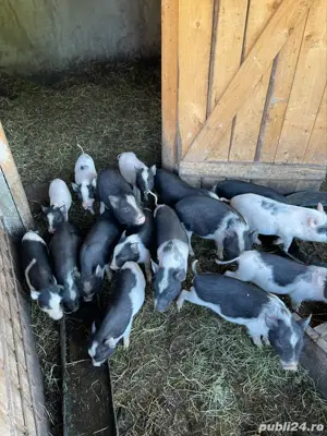 Vând purcei vietnamezi - imagine 3