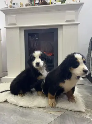 Căței ciobănesc de berna