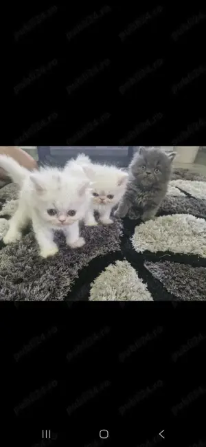 Pisici persane - imagine 2 Pisici persane - imagine 2