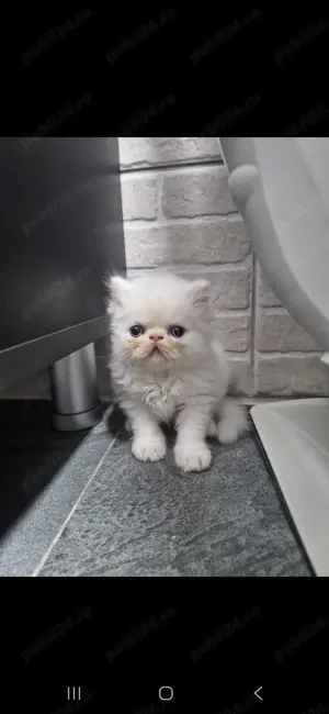 Pisici persane - imagine 5 Pisici persane - imagine 5