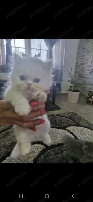 Pisici persane - imagine 4 Pisici persane - imagine 4