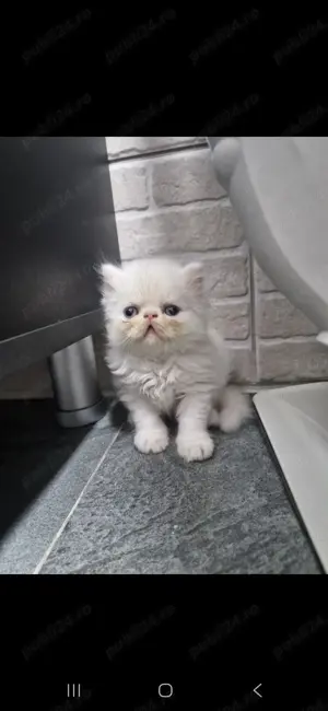 Pisici persane - imagine 3 Pisici persane - imagine 3