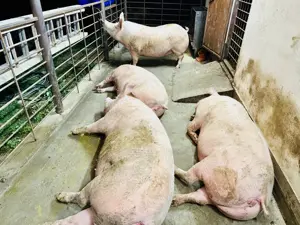    Vând 4 porci rasa PIC 300-350 kg 