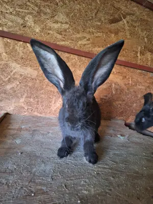 Iepuri Uriaș German  - imagine 4