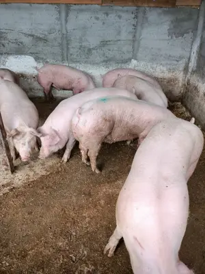 Porci mari de vânzare  - imagine 2