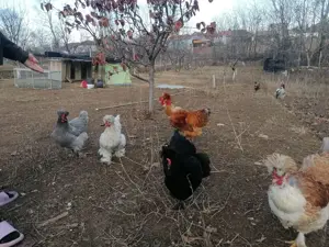 Oua incubat găini motate, incaltate, gat golas - imagine 3 Oua incubat găini motate, incaltate, gat golas - imagine 3