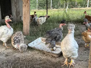 Gaini si pui motati, incaltati, gat golas - imagine 4