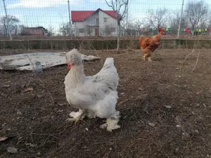 Oua incubat găini motate, incaltate, gat golas - imagine 2 Oua incubat găini motate, incaltate, gat golas - imagine 2