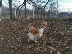 Gaini si pui motati, incaltati, gat golas