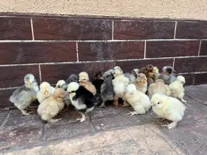 Gaini si pui motati, incaltati, gat golas - imagine 5