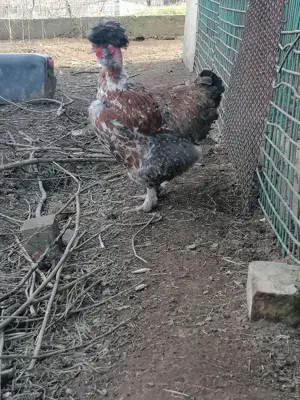 Oua incubat găini motate, incaltate, gat golas - imagine 4 Oua incubat găini motate, incaltate, gat golas - imagine 4