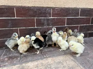 Oua incubat găini motate, incaltate, gat golas - imagine 5 Oua incubat găini motate, incaltate, gat golas - imagine 5