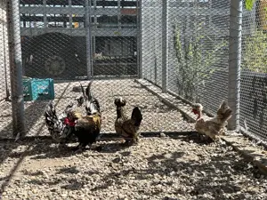 Gaini pitice struma bantam, motate, incaltate, gat golas