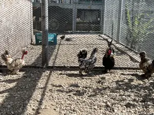 Gaini pitice struma bantam, motate, incaltate, gat golas - imagine 2 Gaini pitice struma bantam, motate, incaltate, gat golas - imagine 2