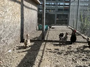 Gaini pitice struma bantam, motate, incaltate, gat golas - imagine 3 Gaini pitice struma bantam, motate, incaltate, gat golas - imagine 3