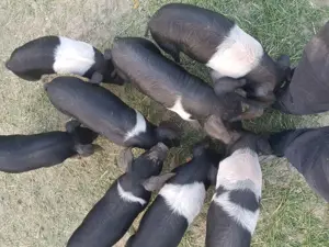 Vand purcei  s grasuni bazna