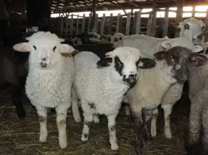 Vand miei crescuti in gospodaria proprie natural