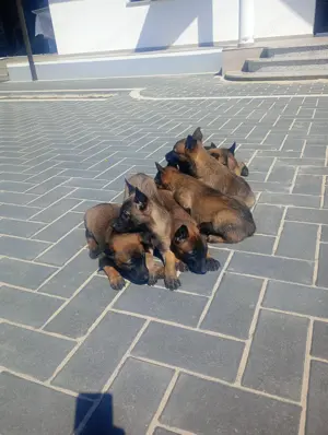 Belgian malinois