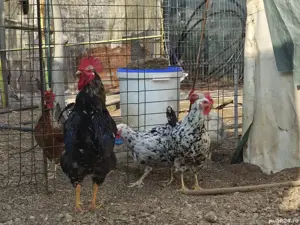 Vand familie cocos si gaina pinta pinta asturiana 