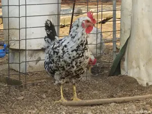 Vand familie cocos si gaina pinta pinta asturiana  - imagine 2 Vand familie cocos si gaina pinta pinta asturiana  - imagine 2