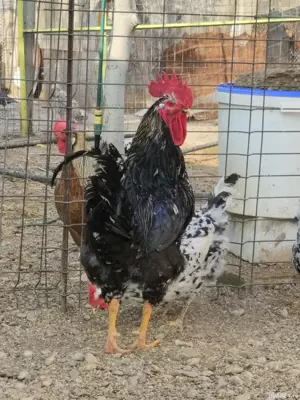 Vand familie cocos si gaina pinta pinta asturiana  - imagine 4 Vand familie cocos si gaina pinta pinta asturiana  - imagine 4