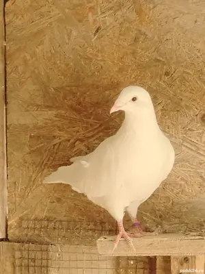 Vand porumbei voiajori albi si huble de carne. - imagine 3