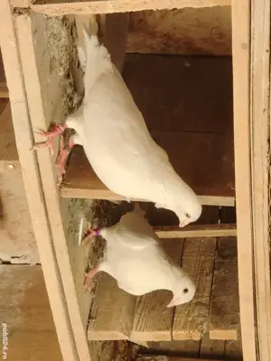 Vand porumbei voiajori albi si huble de carne.