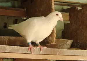 Vand porumbei voiajori albi si huble de carne. - imagine 2