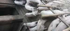 Vand purcei de 10 saptamani si 6 suldei