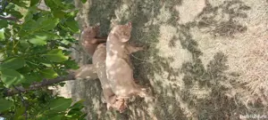 Vand purcei de 10 saptamani si 6 suldei - imagine 2