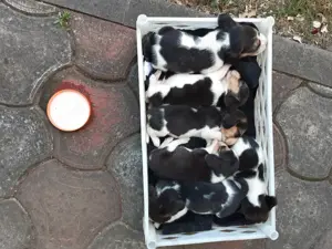 Catei Beagle de vanzare  - imagine 3