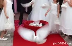 Porumbei albi pentru nunti  - imagine 2