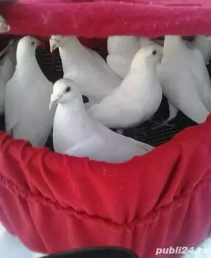 Porumbei albi pentru nunti  - imagine 3