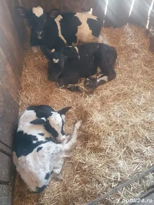 Vand vitei - imagine 3