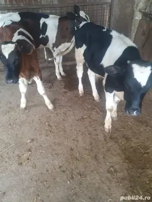 Vand vitei - imagine 2