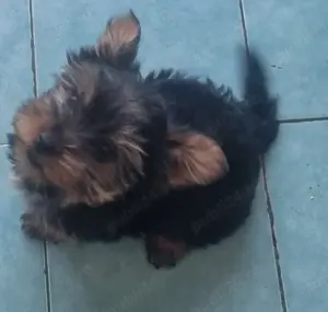 Yorkshire Terrier  - imagine 3