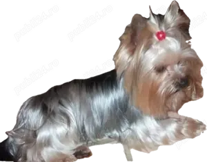 Yorkshire Terrier  - imagine 2