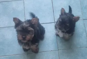 Yorkshire Terrier  - imagine 4