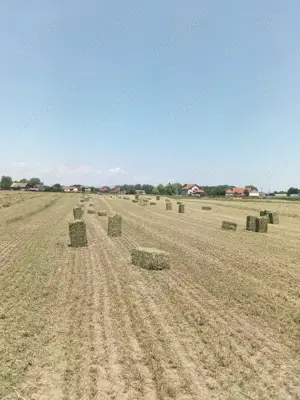 Lucernă de vânzare 