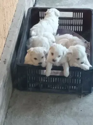 Vând un mascul bichon vârstă 3 luni, pentru mai multe detalii ma puteți contacta  - imagine 2