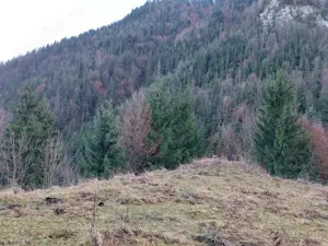 Vând teren Apuseni 4.000 m  preț 16.000 euro - imagine 8